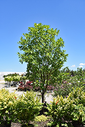 Moonglow Sweetbay Magnolia (Magnolia virginiana 'Jim Wilson') at Peter Knippel Garden Centre