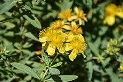 Sunburst St. John's Wort (Hypericum frondosum 'Sunburst') at Lakeshore Garden Centres