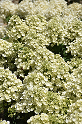 Tiny Quick Fire Hydrangea (Hydrangea paniculata 'SMNHPSB') at Peter Knippel Garden Centre