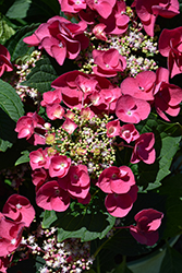 Cherry Explosion Hydrangea (Hydrangea macrophylla 'McKay') at Peter Knippel Garden Centre