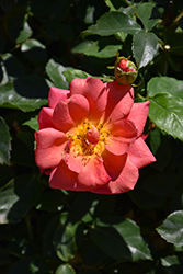 Rise Up Emberays Rose (Rosa 'Bozfra321') at Lakeshore Garden Centres