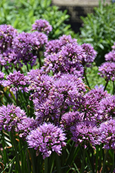 Windy City Ornamental Onion (Allium 'Windy City') at Lakeshore Garden Centres