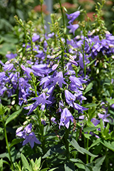 Fairybells Gaudi Violet Ladybells (Adenophora confusa 'Gaudi Violet') at Lakeshore Garden Centres