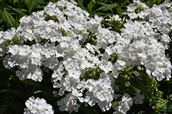 Flame Pro White Garden Phlox (Phlox paniculata 'Flame Pro White') at Peter Knippel Garden Centre