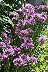 Windy City Ornamental Onion (Allium 'Windy City') at Lakeshore Garden Centres