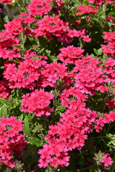Superbena Raspberry Verbena (Verbena 'RIKAV45801') at Lakeshore Garden Centres