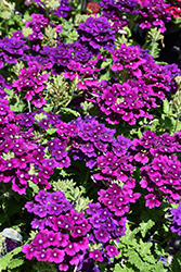 Firehouse Purple Verbena (Verbena 'Balfirepur') at Lakeshore Garden Centres