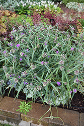 Concord Grape Spiderwort (Tradescantia x andersoniana 'Concord Grape') at Peter Knippel Garden Centre