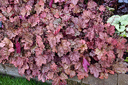 Carnival Watermelon Coral Bells (Heuchera 'Watermelon') at Lakeshore Garden Centres
