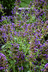 Prelude Purple Catmint (Nepeta subsessilis 'Balprelurp') at Lakeshore Garden Centres