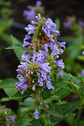 Prelude Purple Catmint (Nepeta subsessilis 'Balprelurp') at Lakeshore Garden Centres