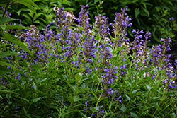 Blue Dragon Catmint (Nepeta 'Blue Dragon') at Lakeshore Garden Centres