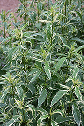 Pink Frost Joe Pye Weed (Eupatorium fortunei 'Pink Frost') at Lakeshore Garden Centres