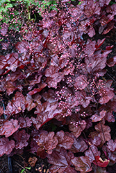 Carnival Burgundy Blast Coral Bells (Heuchera 'Burgundy Blast') at Peter Knippel Garden Centre