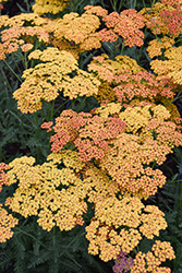 Sassy Summer Sunset Yarrow (Achillea 'Sassy Summer Sunset') at Peter Knippel Garden Centre