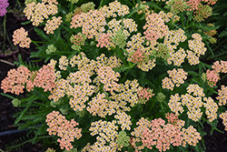 New Vintage Teracotta Yarrow (Achillea millefolium 'Balvinterra') at Lakeshore Garden Centres