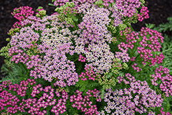 Milly Rock Rose Yarrow (Achillea millefolium 'FLORACHRO1') at Peter Knippel Garden Centre