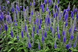 Sunny Border Blue Speedwell (Veronica 'Sunny Border Blue') at Lakeshore Garden Centres