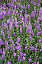 Purpleicious Speedwell (Veronica 'Purpleicious') at Green Thumb Garden Centre