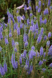 Moody Blues Sky Blue Speedwell (Veronica 'Novaversky') at Lakeshore Garden Centres