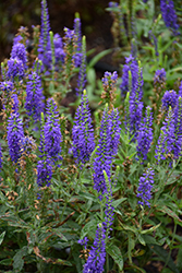 Moody Blues Dark Blue Speedwell (Veronica 'Novaverblu') at Lakeshore Garden Centres