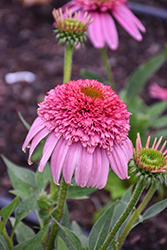 Sundial Pink Coneflower (Echinacea 'Sundial Pink') at Lakeshore Garden Centres
