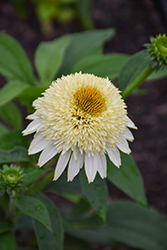 Puff Vanilla Coneflower (Echinacea 'TNECHPV') at Lakeshore Garden Centres