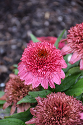 Giddy Pink Coneflower (Echinacea 'Giddy Pink') at Lakeshore Garden Centres