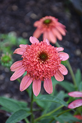 Cara Mia Coral Coneflower (Echinacea 'Cara Mia Coral') at Green Thumb Garden Centre