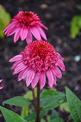 Double Scoop Watermelon Deluxe Coneflower (Echinacea 'Balscmelux') at Lakeshore Garden Centres