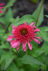 Double Dipped Watermelon Sugar Coneflower (Echinacea 'Watermelon Sugar') at Lakeshore Garden Centres