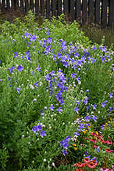 Balloon Flower (Platycodon grandiflorus) at Lakeshore Garden Centres