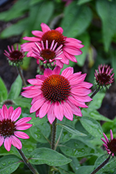 Sombrero Fuchsia Fandango Coneflower (Echinacea 'Balsomfand') at Lakeshore Garden Centres