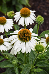 Sombrero Blanco Coneflower (Echinacea 'Balsomblanc') at Peter Knippel Garden Centre