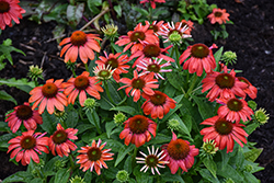 Sombrero Sangrita Coneflower (Echinacea 'Balsomanita') at Peter Knippel Garden Centre