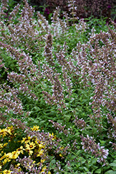 Whispurr Pink Catmint (Nepeta x faassenii 'Balpurrink') at Peter Knippel Garden Centre