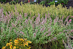 Whispurr Pink Catmint (Nepeta x faassenii 'Balpurrink') at Peter Knippel Garden Centre