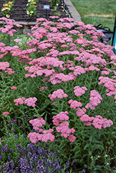 New Vintage Rose Yarrow (Achillea millefolium 'Balvinrose') at Lakeshore Garden Centres
