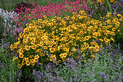UpTick Gold and Bronze Tickseed (Coreopsis 'Baluptgonz') at Peter Knippel Garden Centre