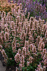 Pink Pearl Hyssop (Agastache 'Pink Pearl') at Peter Knippel Garden Centre
