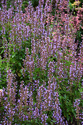 Blue Bayou Anise Hyssop (Agastache 'Blue Bayou') at Peter Knippel Garden Centre