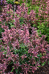 Guava Lava Anise Hyssop (Agastache 'Guava Lava') at Peter Knippel Garden Centre