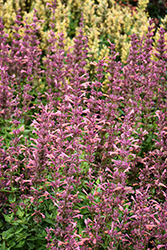 Mango Tango Hyssop (Agastache 'Mango Tango') at Lakeshore Garden Centres