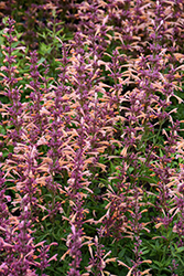 Peachie Keen Hyssop (Agastache 'Peachie Keen') at Lakeshore Garden Centres