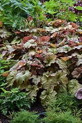 Big Top Caramel Apple Coral Bells (Heuchera 'Caramel Apple') at Peter Knippel Garden Centre