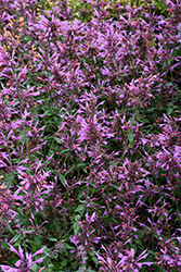 Sunrise Rose Hyssop (Agastache 'Sunrise Rose') at Lakeshore Garden Centres