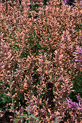 Sunrise Orange Hyssop (Agastache 'Sunrise Orange') at Lakeshore Garden Centres