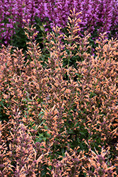 Sunrise Orange Hyssop (Agastache 'Sunrise Orange') at Lakeshore Garden Centres