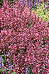 Summerlong Coral Hyssop (Agastache mexicana 'Balsumlora') at Lakeshore Garden Centres