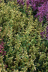 Summerlong Lemon Hyssop (Agastache mexicana 'Balsumlem') at Lakeshore Garden Centres